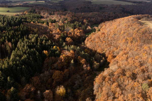 Drohnenfotografie -Luftaufnahme im Herbst Laubwald - Fotograf Andreas Heu (1)